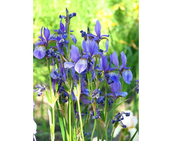 Ирис Hong Kong Decorum, Модель: 0, фото 4 | Доставка цветов Шарм24