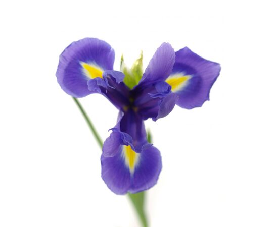 Ірис G White Magic L55, Модель: 0, зображення 2 | Доставка квітів Шарм24