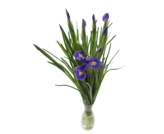 Ірис G White Magic L55, Модель: 0, зображення 3 | Доставка квітів Шарм24