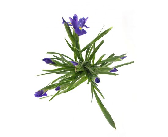 Ірис G White Magic L55, Модель: 0, зображення 4 | Доставка квітів Шарм24