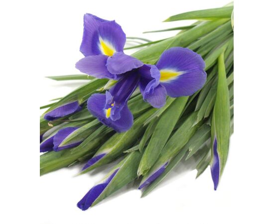 Ірис G White Magic L55, Модель: 0, зображення 5 | Доставка квітів Шарм24