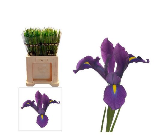 Ирис Hong Kong Decorum, Модель: 0, фото 2 | Доставка цветов Шарм24