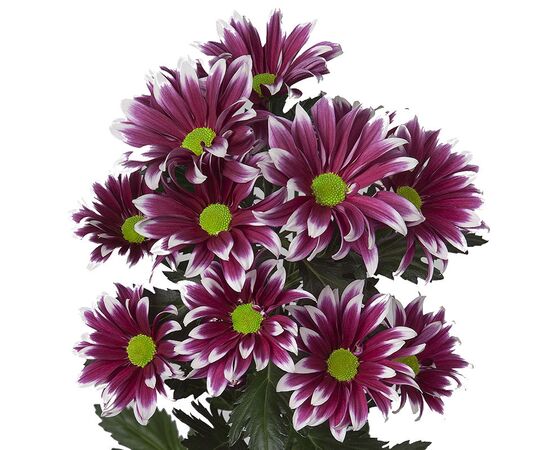 Хризантема Haydar Ex, Модель: 0, зображення 2 | Доставка квітів Шарм24
