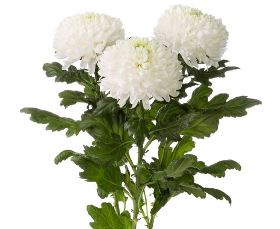 Хризантема G Magnum L70 біла, Модель: 0, фото 2 | Доставка цветов Шарм24