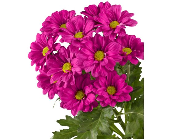 Хризантема Tr Reagan Dark Splendid, Модель: 0, зображення 2 | Доставка квітів Шарм24