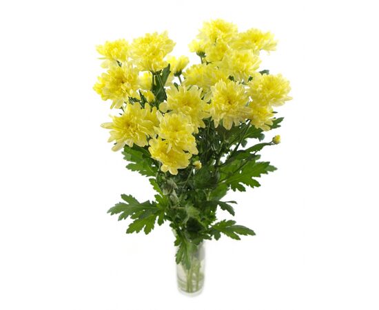 Хризантема Tr Zembla Crem L70, Модель: 0, фото 3 | Доставка цветов Шарм24