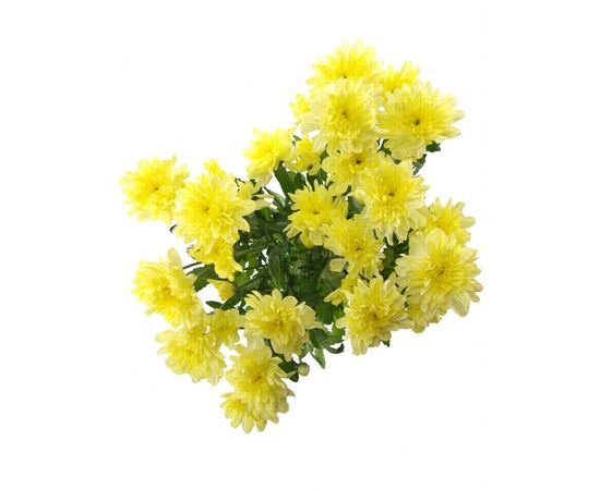 Хризантема Tr Zembla Crem L70, Модель: 0, фото 4 | Доставка цветов Шарм24