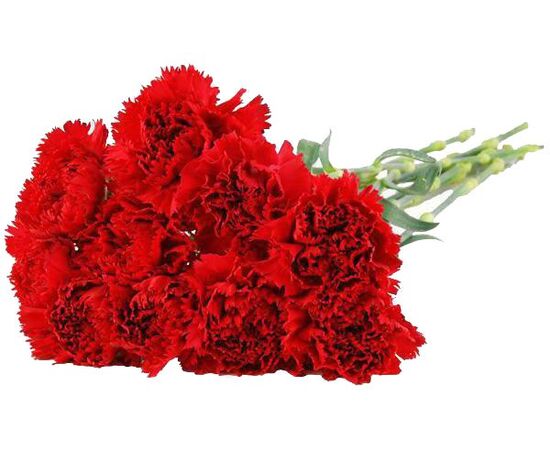 Гвоздика микс Турция, Модель: 0, фото 2 | Доставка цветов Шарм24