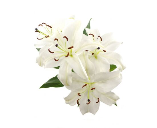 Лілія Santander Write, Модель: 0, зображення 3 | Доставка квітів Шарм24