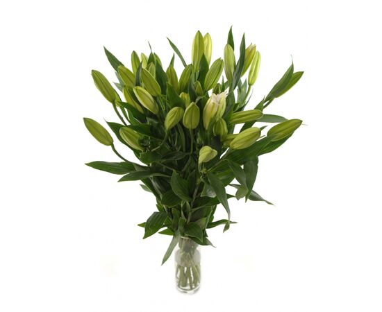 Лілія Santander Write, Модель: 0, зображення 4 | Доставка квітів Шарм24