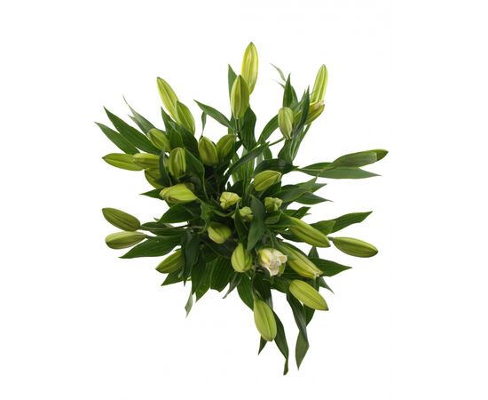 Лілія Santander Write, Модель: 0, зображення 5 | Доставка квітів Шарм24