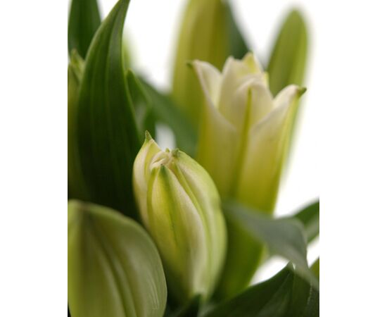 Лілія Santander Write, Модель: 0, зображення 6 | Доставка квітів Шарм24