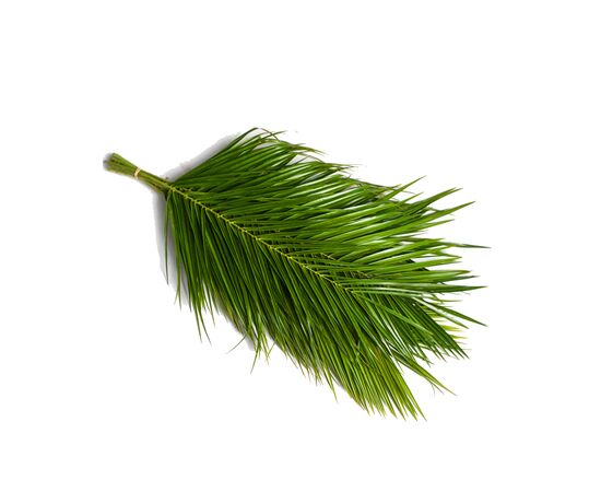 Лист пальмы Феникс 60 см, Модель: 0, фото 2 | Доставка цветов Шарм24