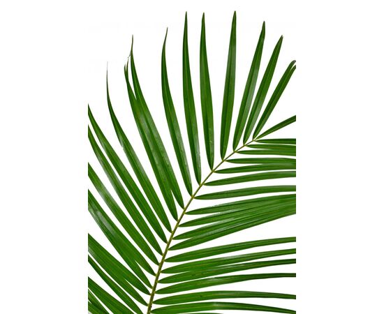 Лист пальмы Феникс 60 см, Модель: 0, фото 3 | Доставка цветов Шарм24