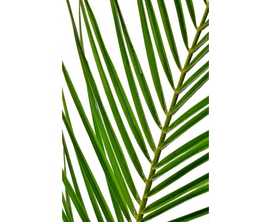 Лист пальмы Феникс 60 см, Модель: 0, фото 4 | Доставка цветов Шарм24