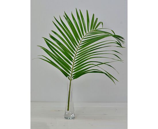 Лист пальмы Феникс 60 см, Модель: 0, фото 5 | Доставка цветов Шарм24
