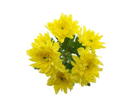 Хризантема Tr Baltica Yellow, Модель: 0, зображення 2 | Доставка квітів Шарм24