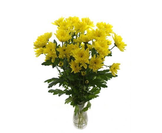 Хризантема Tr Baltica Yellow, Модель: 0, зображення 3 | Доставка квітів Шарм24