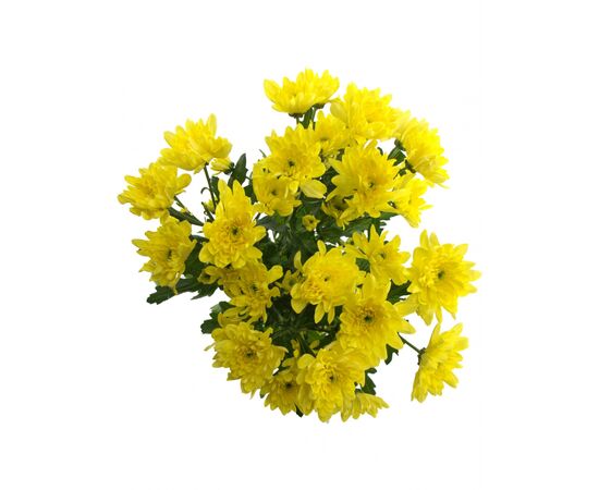 Хризантема Tr Baltica Yellow, Модель: 0, зображення 4 | Доставка квітів Шарм24