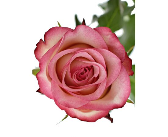 Троянда Джумілія L7, Модель: 0, зображення 2 | Доставка квітів Шарм24