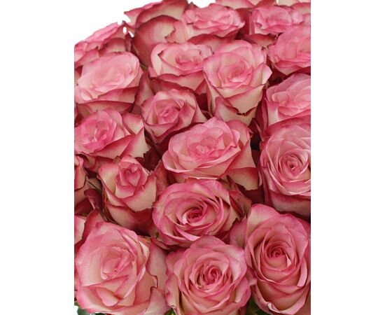 Роза Джумилия L6, Модель: 0, фото 5 | Доставка цветов Шарм24