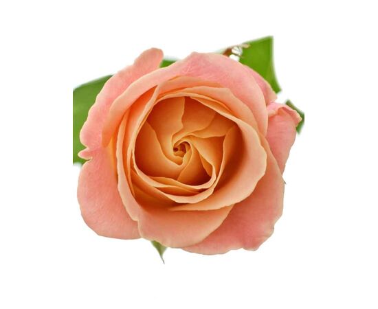 Троянда Міс Піггі L6, Модель: 0, зображення 2 | Доставка квітів Шарм24