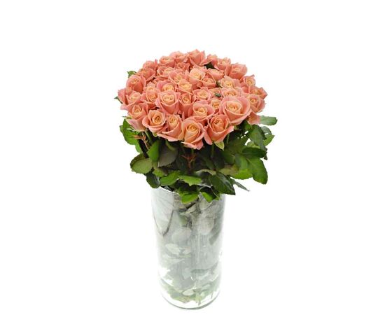 Роза Мисс Пигги L7, Модель: 0, фото 3 | Доставка цветов Шарм24 Роза Мисс Пигги L7, Модель: 0, фото 3 | Доставка цветов Шарм24