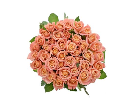 Роза Мисс Пигги L8, Модель: 0, фото 4 | Доставка цветов Шарм24 Роза Мисс Пигги L8, Модель: 0, фото 4 | Доставка цветов Шарм24