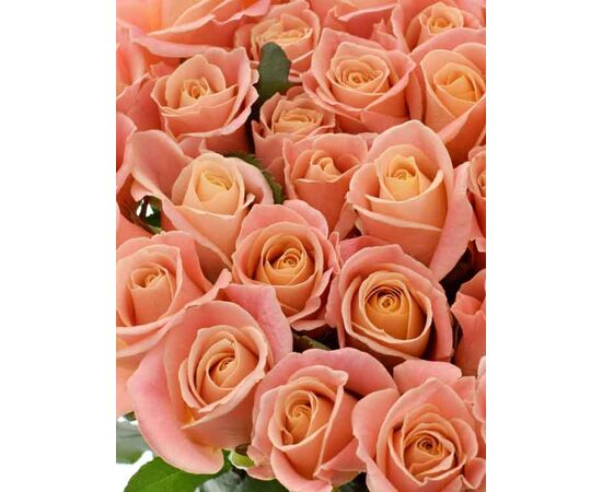 Роза Мисс Пигги L4, Модель: 0, фото 5 | Доставка цветов Шарм24