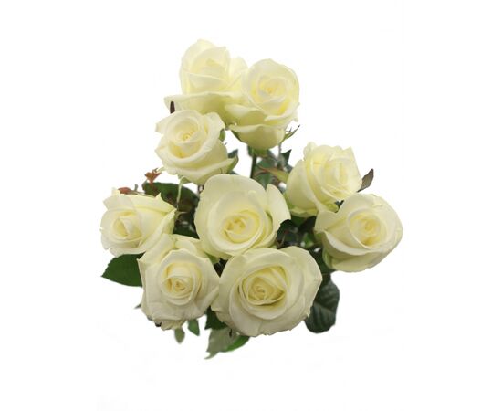 Роза Белуга L6, Модель: 0, фото 4 | Доставка цветов Шарм24