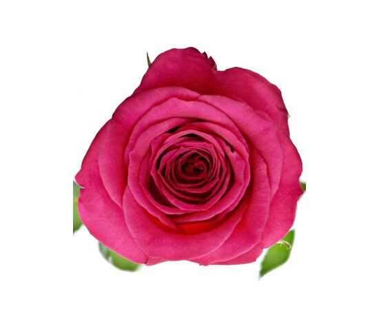 Троянда Шангрі-Ла L4, Модель: 0, зображення 2 | Доставка квітів Шарм24