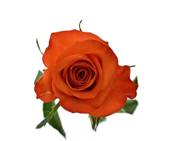 Троянда Вау L6, Модель: 0, зображення 2 | Доставка квітів Шарм24