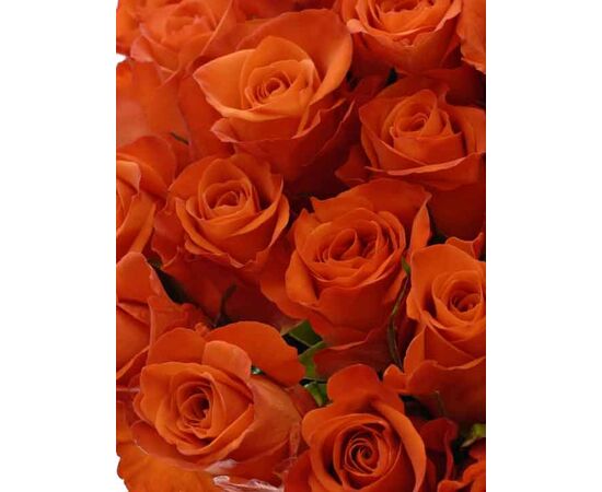 Троянда Вау L6, Модель: 0, зображення 5 | Доставка квітів Шарм24