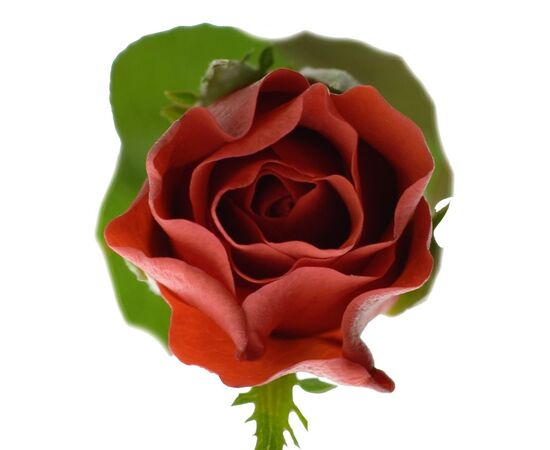 Роза Эль Торо L5, Модель: 0, зображення 2 | Доставка квітів Шарм24