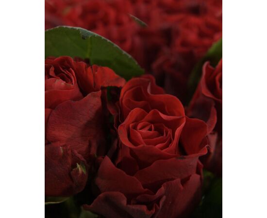 Роза Эль Торо L5, Модель: 0, зображення 5 | Доставка квітів Шарм24