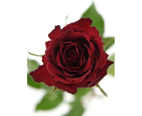 Роза Gr Madam Red L60, Модель: 0, фото 2 | Доставка цветов Шарм24