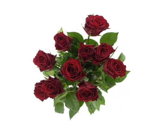 Роза Gr Madam Red L60, Модель: 0, фото 4 | Доставка цветов Шарм24