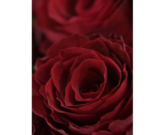 Роза Gr Madam Red L60, Модель: 0, фото 5 | Доставка цветов Шарм24