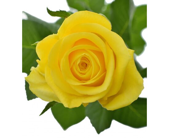 Роза Gr Moonwalk L70, Модель: 0, фото 2 | Доставка цветов Шарм24