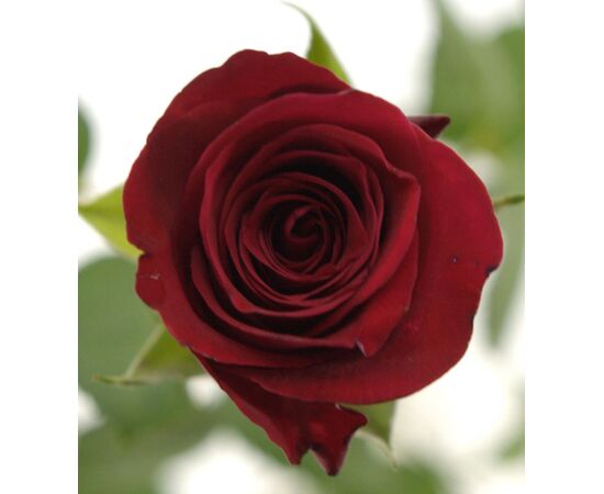 Роза Gr Red Ribbon L40, Модель: 0, фото 2 | Доставка цветов Шарм24