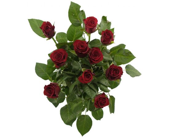 Роза Gr Red Ribbon L40, Модель: 0, фото 4 | Доставка цветов Шарм24