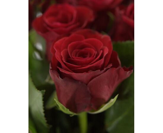 Роза Gr Red Ribbon L40, Модель: 0, фото 5 | Доставка цветов Шарм24