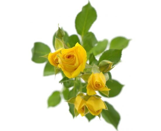 Троянда Tr Marisa L60, Модель: 0, зображення 2 | Доставка квітів Шарм24