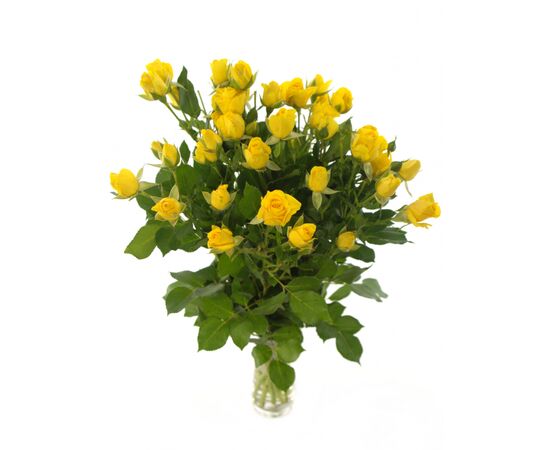 Троянда Tr Marisa L60, Модель: 0, зображення 3 | Доставка квітів Шарм24