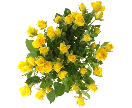 Троянда Tr Marisa L60, Модель: 0, зображення 4 | Доставка квітів Шарм24