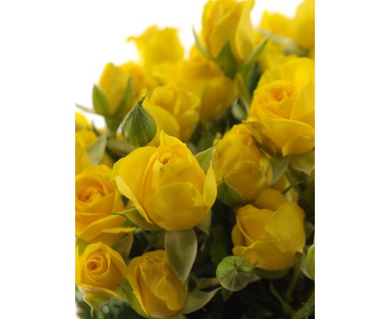 Троянда Tr Marisa L60, Модель: 0, зображення 5 | Доставка квітів Шарм24