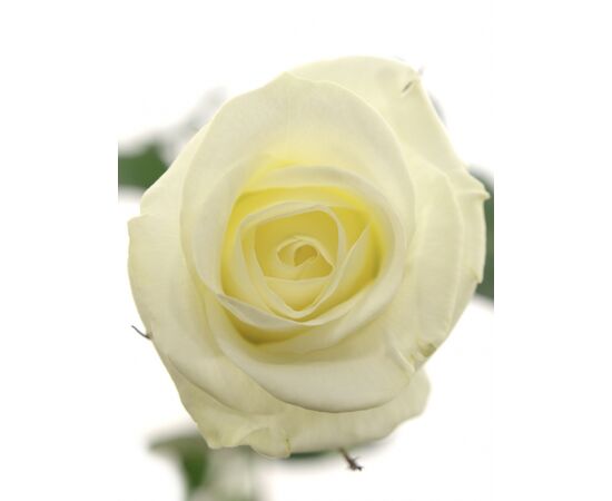 Троянда Білуга L7, Модель: 0, зображення 2 | Доставка квітів Шарм24