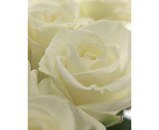 Троянда Білуга L7, Модель: 0, зображення 5 | Доставка квітів Шарм24