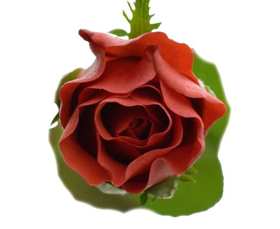 Роза Эль Торо L6, Модель: 0, фото 2 | Доставка цветов Шарм24