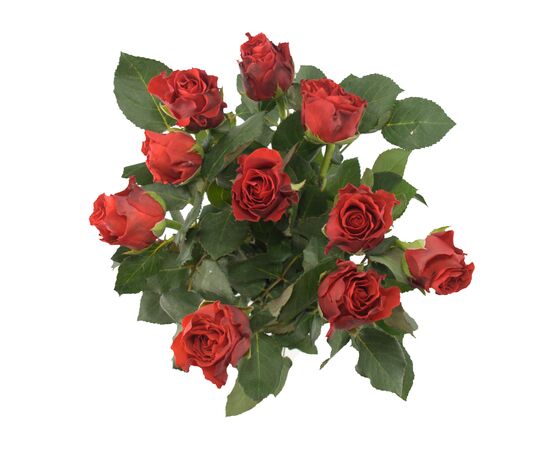 Роза Эль Торо L4, Модель: 0, фото 3 | Доставка цветов Шарм24